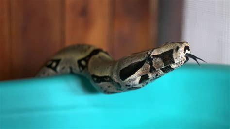 Boa Constrictor On The Loose In Lincolnshire After Going Missing From