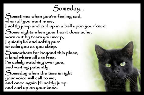 Sad Cat Loss Poems Fancy Cat