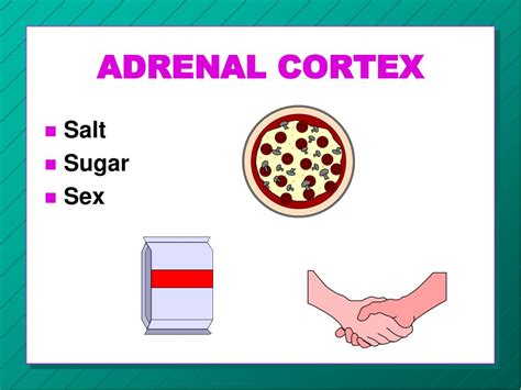 Ppt Adrenal Glands Powerpoint Presentation Free Download Id1212657