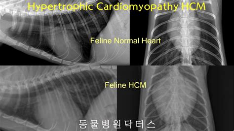 Cat Hypertrophic Cardiomyopathy Hcm 고양이비대성심근증 Youtube