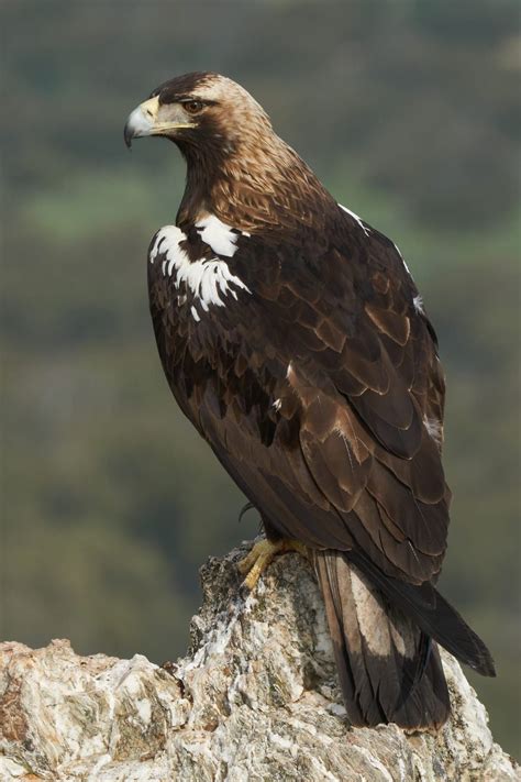 El águila Imperial Con Presencia En Salamanca Supera El Centenar De
