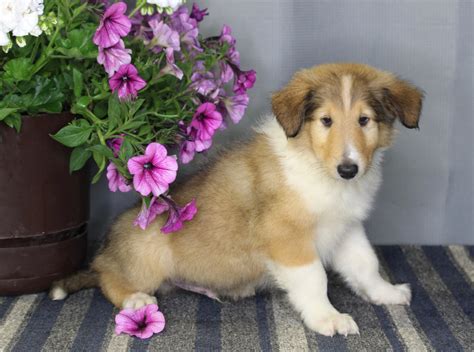 Akc Registered Collie Lassie For Sale Fredericksburg Oh Male Zane Ac