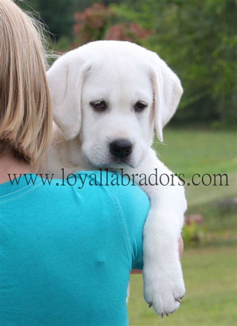 English lab puppy family loved labs has puppies for sale on akc puppyfinder. Full Blooded Lab Puppies For Sale In Sc | Top Dog Information