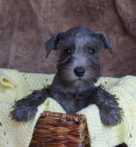 We welcome you to our site, which includes miniature schnauzer breed information as well as information to learn more about us. Black Miniature Schnauzer Puppies For Sale