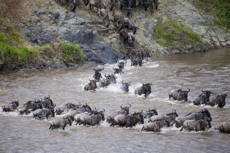 Wildebeest Crossing The Mara River Stock Photo Image Of Animal