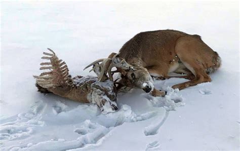 A Snowmobile Driver On The Red River Discovered A Deer Locked Head To