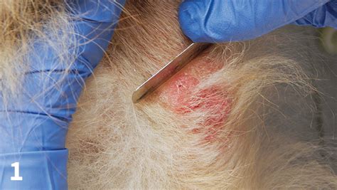 Skin Scraping For External Parasites Clinicians Brief