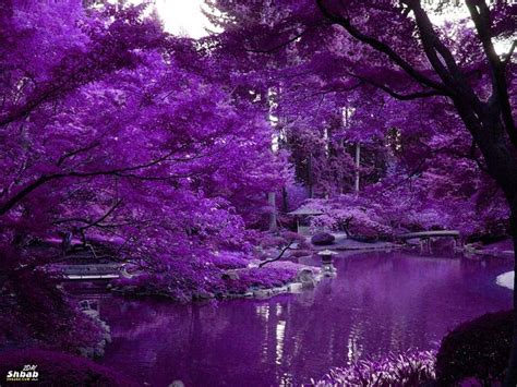 Pin By Эльдар Шамарданов On Природа Purple Aesthetic Purple Garden