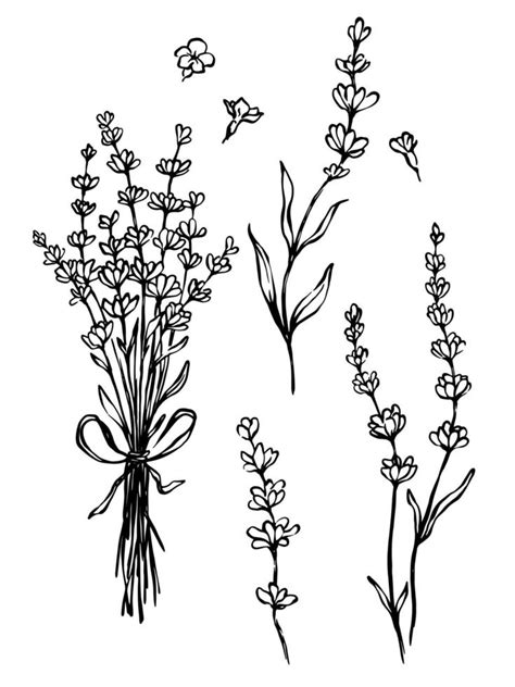 Lavender Bouquet Black And White Botanical Illustration Hand Drawn