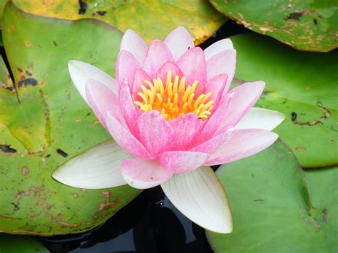 Fichier Fleur -lotus Wikipédia