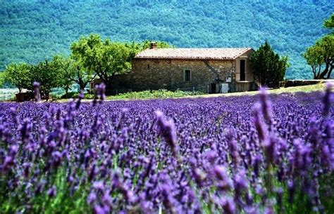 Lavender Fields In The Tuscan Countryside Landscape Provence