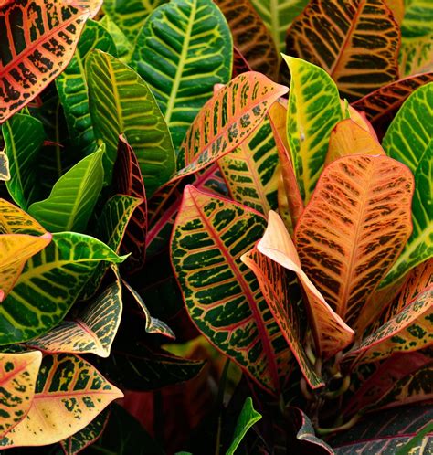 How to Care for Croton Plants | Dengarden