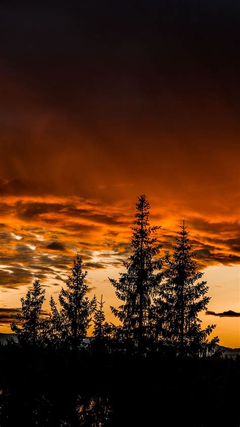 Download Wallpaper 2160x3840 Trees Sunset Sky Samsung Galaxy S4 S5