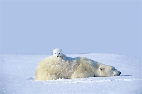 Mother Polar Bear With Cub Lying On By Art Wolfe