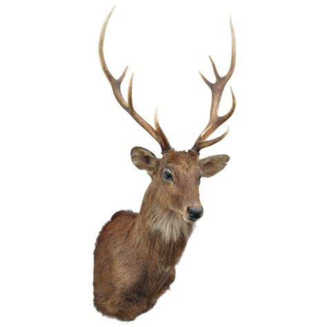 Sika Deer Taxidermy Mounts For Sale And Taxidermy Trophies For Sale