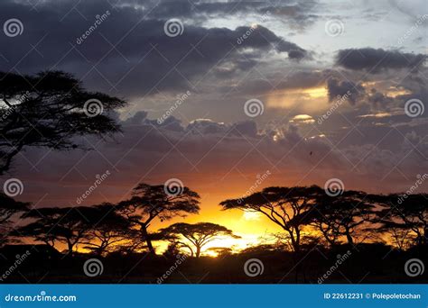 Sunset In African Savanna Stock Image Image 22612231