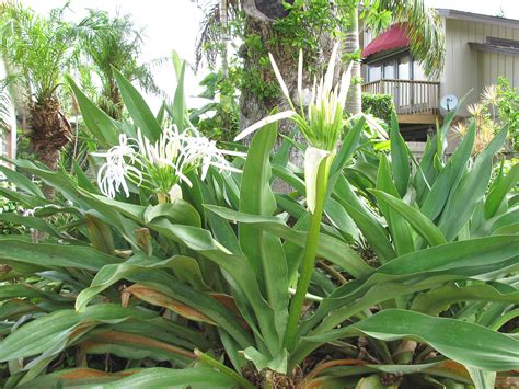 While you can plant crinums year round , they are more likely to suffer from cold damage if newly planted when temperatures drop. Crinum Lily | Crinum asiaticum | Tropical landscaping ...