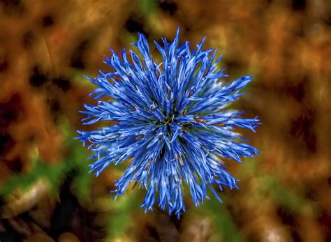 Blue Blooming Flower Macro Image Free Stock Photo Public Domain
