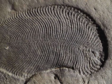 O Fóssil Encontrado Por Charles Dawson Apresentava Quais Características