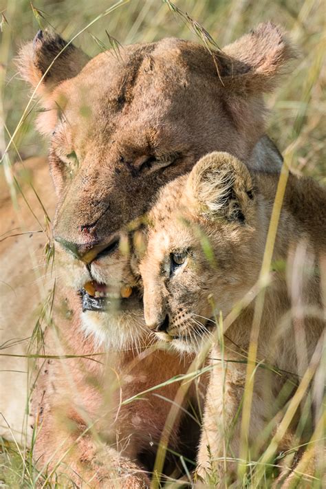 Kenya Wildlife Photography Safari Tour Venture Photography Workshops