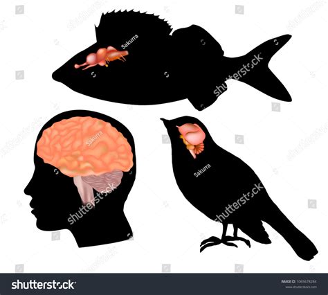 Bird Brain Images Photos Et Images Vectorielles De Stock Shutterstock