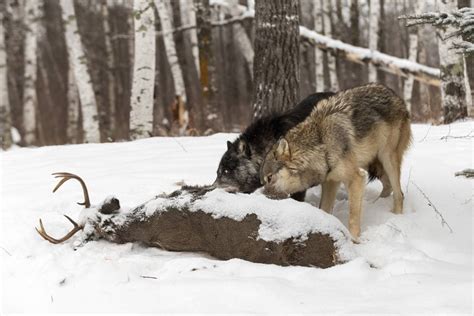 What Do Wolves Eat And How Does It Compare To Dogs