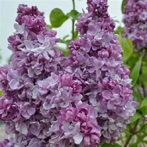 Kolokolo Store 25 Katherine Havem Lilac Seeds Tree Fragrant Hardy