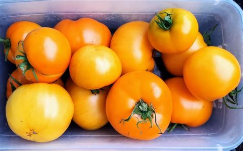 Tomato Nebraska Wedding Seeds Certified Organic Garden Hoard