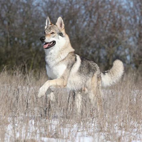 Style To Wallpaper Wolf Dog Breeds For Your
