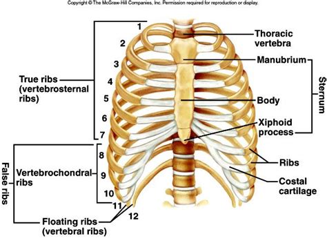 Rib Cage Muscles Qwlearn