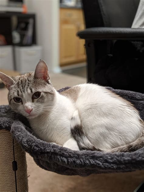 Take a trip into an upgraded, more organized inbox. LOST CAT When I got home today from work the storm had ...