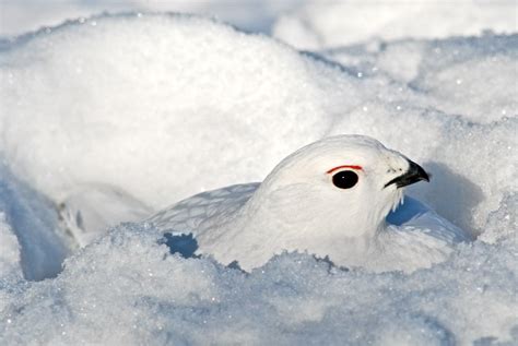 Burrowing Snowbirds Birdnote