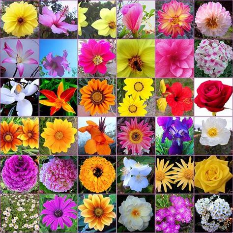 Imagenes De Flores Con Sus Nombres En Espanol