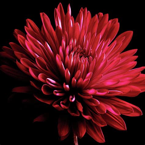 Red Chrysanthemum On Black Photograph By Tom Quartermaine Pixels