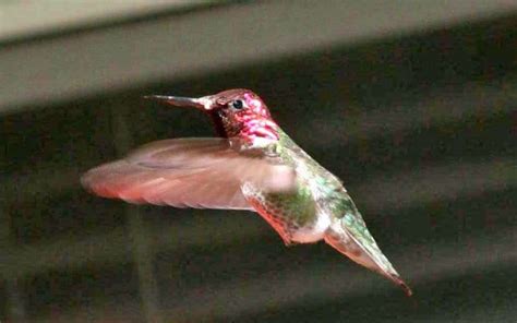 Hovering Hummingbird Thriftyfun