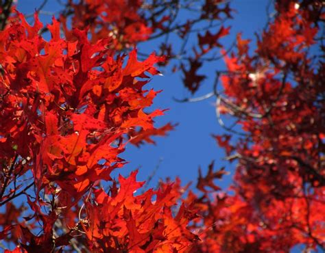 Bright Red Leaves On An Oak Tree Free Stock Photos Images