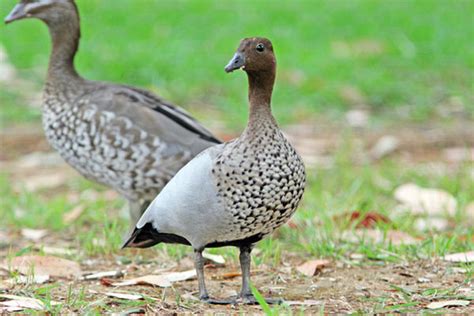 Why We Love Birds Hawkesbury 60km Nw Of Sydney Australian Maned