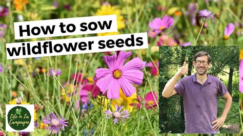 How To Sow Wildflower Seeds Youtube