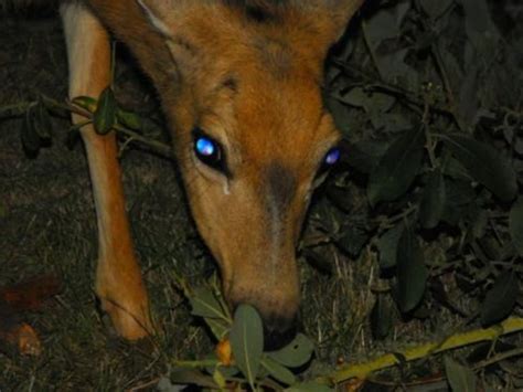 Tapetum Lucidum Seen In A Deer Tapetum Lucidum Deer Eyes Deer