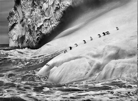 Nature Landscape Animals Ice Penguins Iceberg