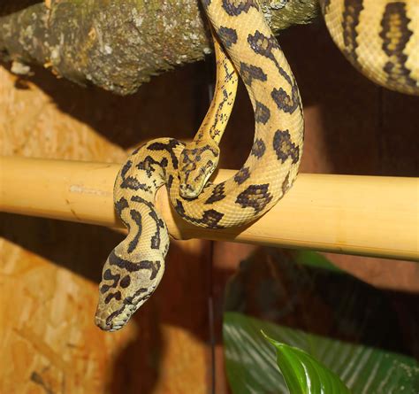 Mimpi di gigit ular hitam kecil. Gambar Ular Imut