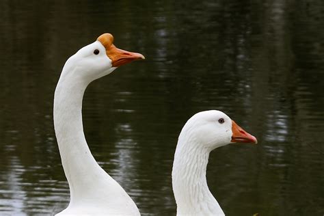 White Embden Geese February 4 2013