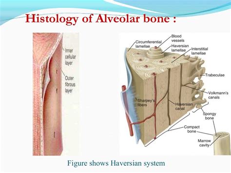 Alveolar Bone In Health And Disease
