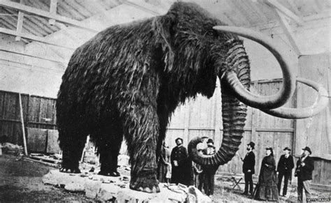 Why Scientists Want To Bring Back Woolly Mammoths Bbc News