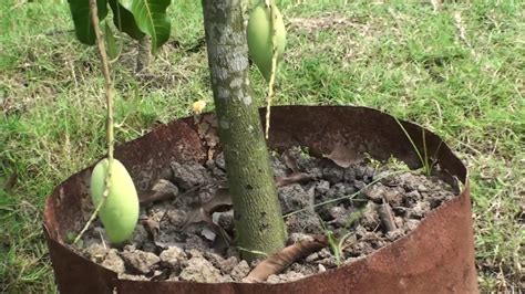 How To Grow Mango Tree In Pot Mango In Container Mango