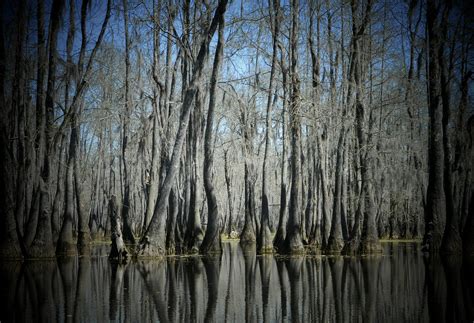 Colfax Louisiana Virtual Field Trips Louisiana Swamp Field Trip