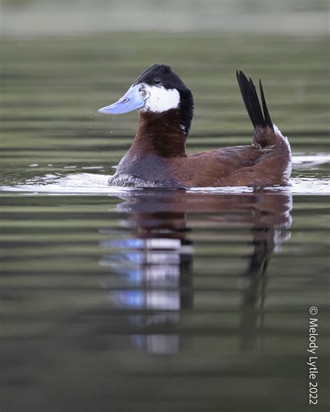 Ruddy Duck Oxyura Jamaicensis British Columbia June 2022 Melody