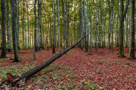 720p Free Download A Fallen Tree In Autumn Forest Forests Trees