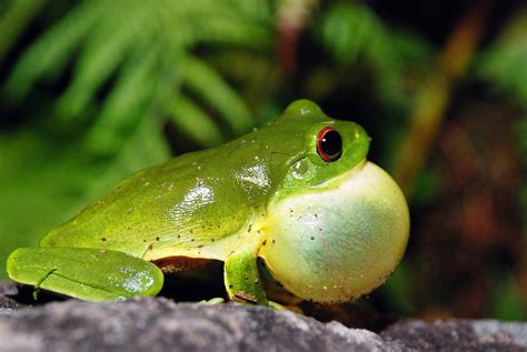 Green Tree Frog Free Photo Download Freeimages