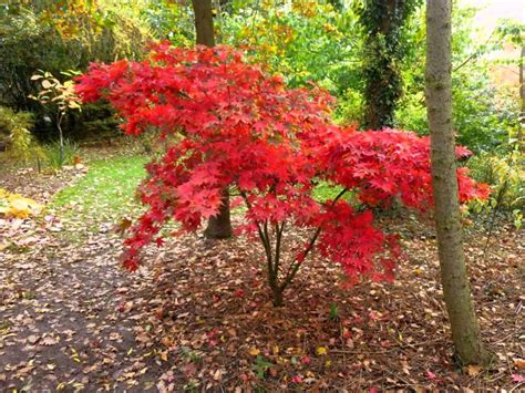 We represent individuals, families, employers, and employees throughout the u.s. Arce Japones Palmeado 10 Semillas Bonsai - Ornamental ...